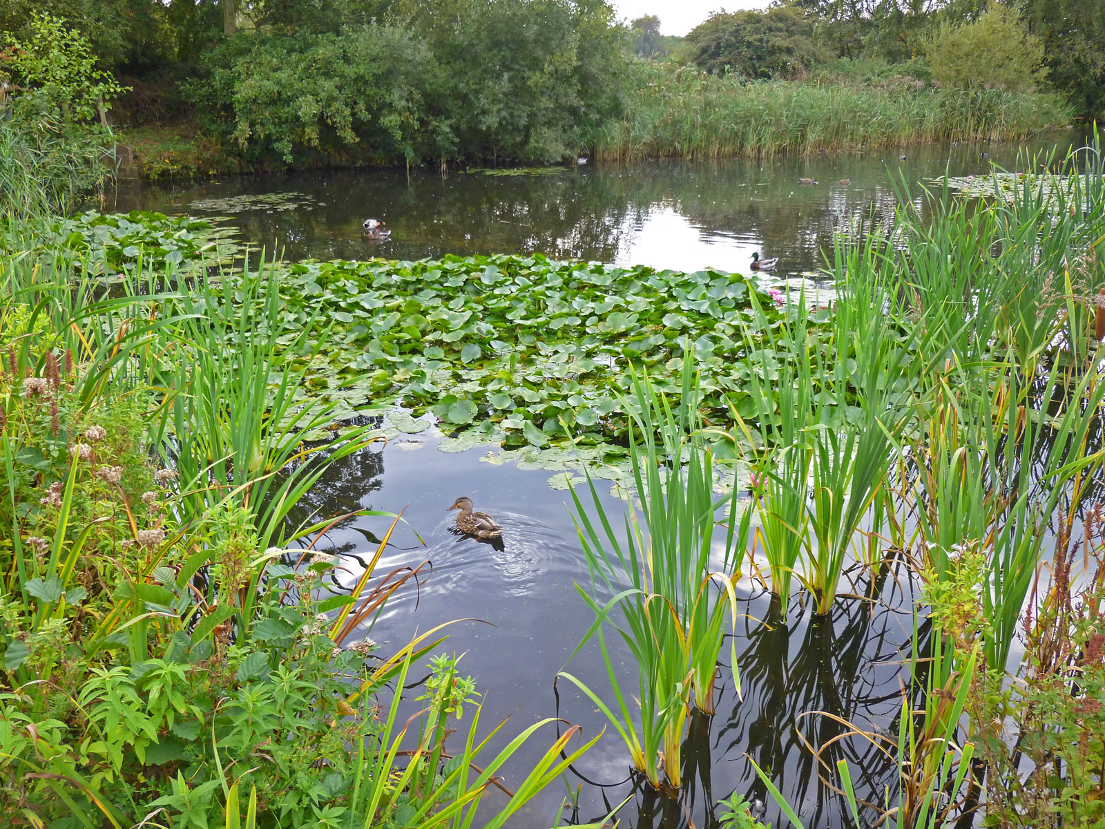 gardenpond.jpg