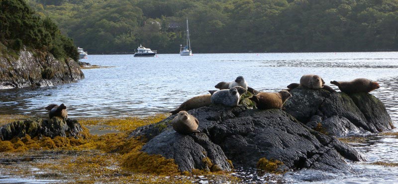 garnish-island-common-seals.jpg