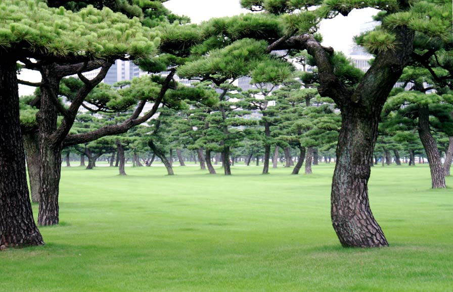 grass-hibiya_b.jpg