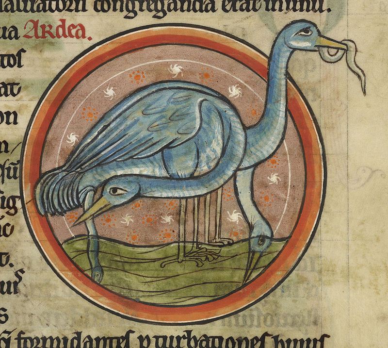 Herons_eating_eels_-_Bestiary_(1230-1240),_f.41_-_BL_Harley_MS_4751.jpg