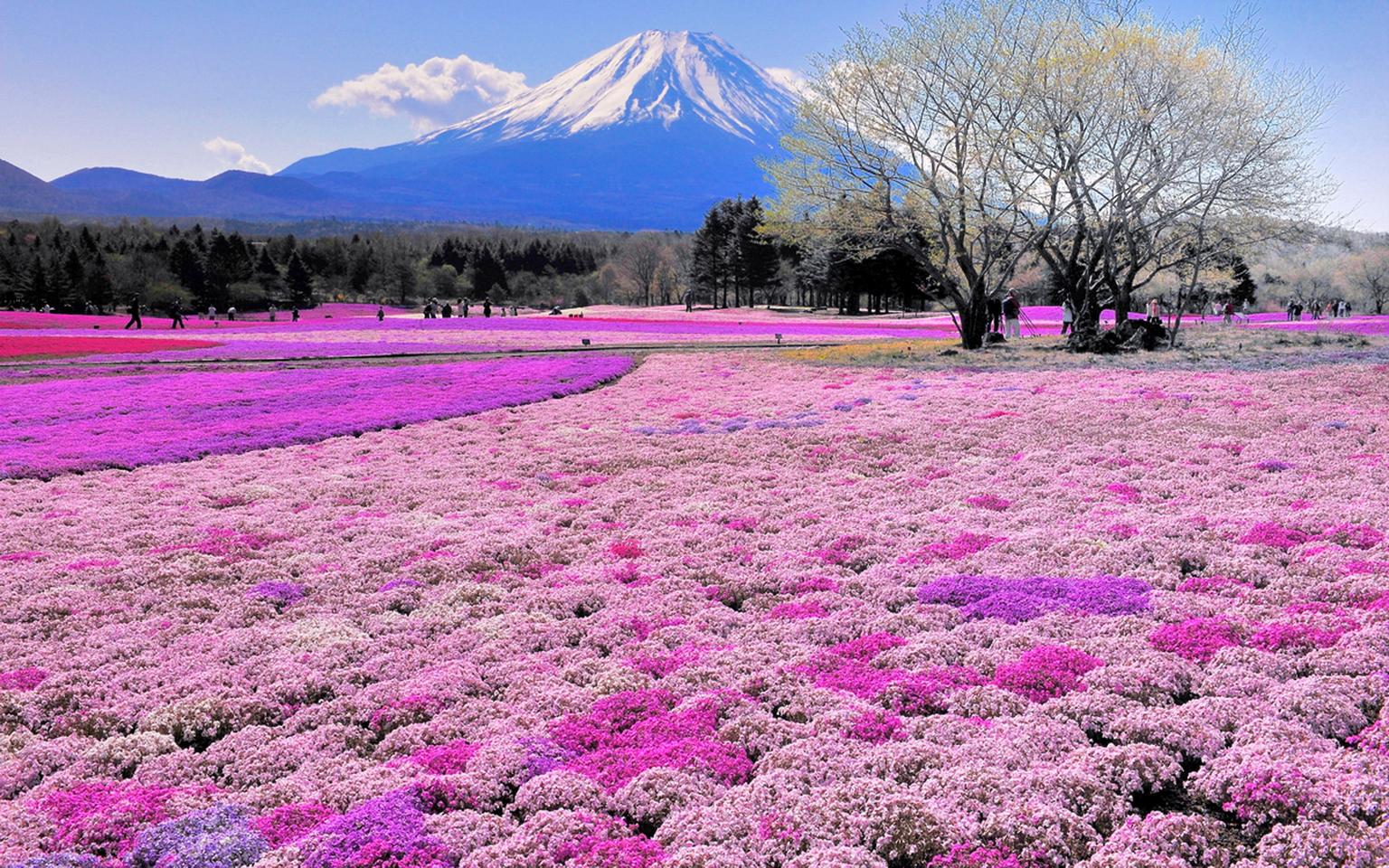 hitachi-seaside-park-in-japan-06.jpg