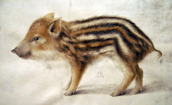Hoffmann,_Hans_-_A_Wild_Boar_Piglet_-_1578.jpg