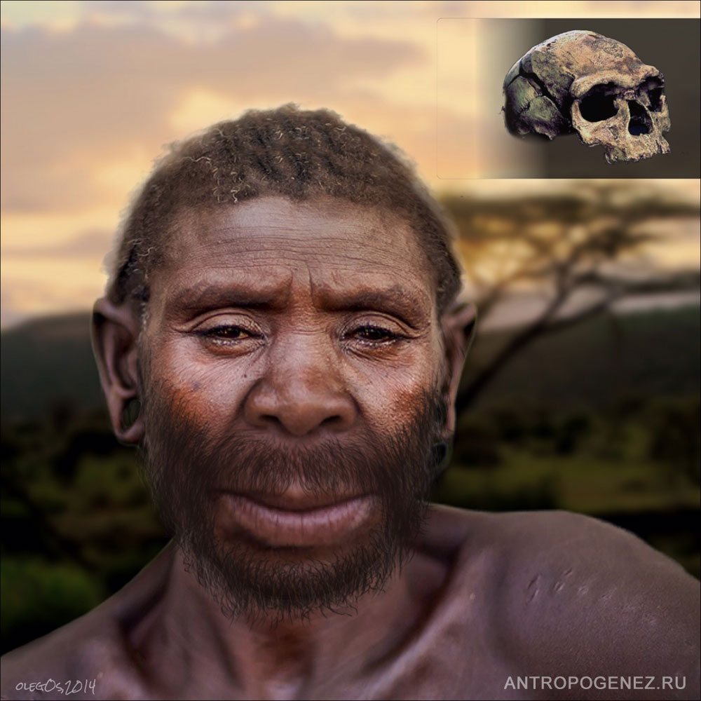 Homo helmeiIrhud_.jpg
