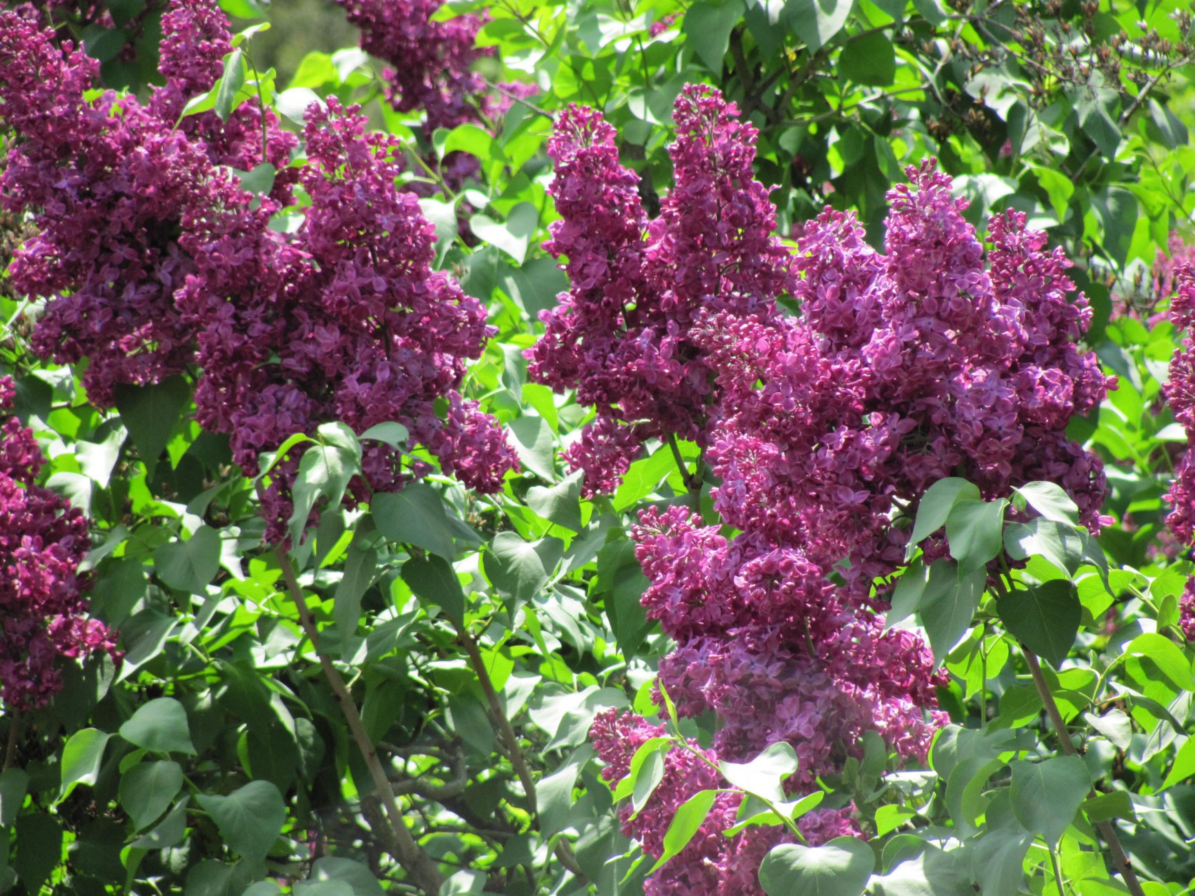 IMG_0187.JPG