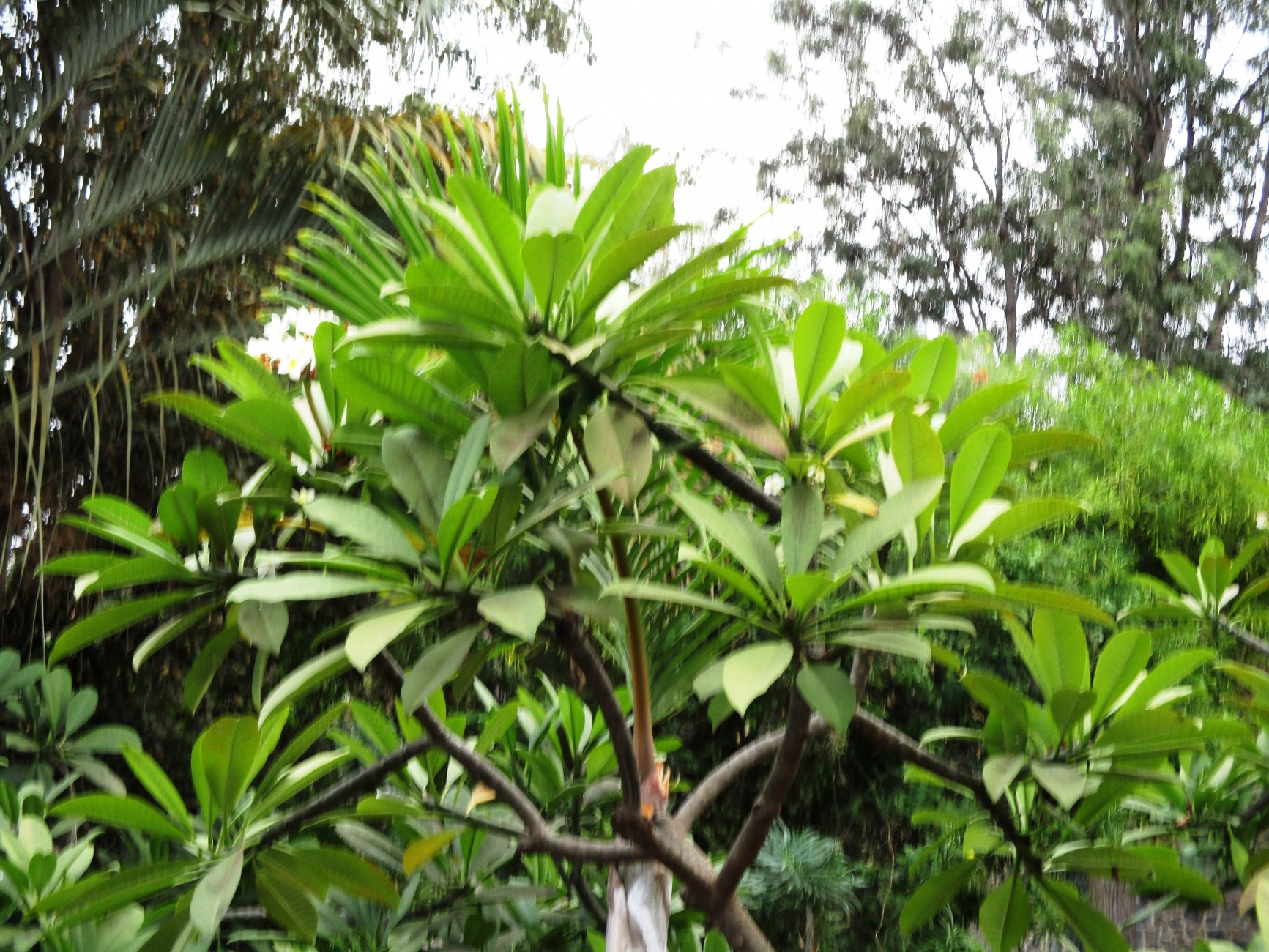 IMG_0343.JPG