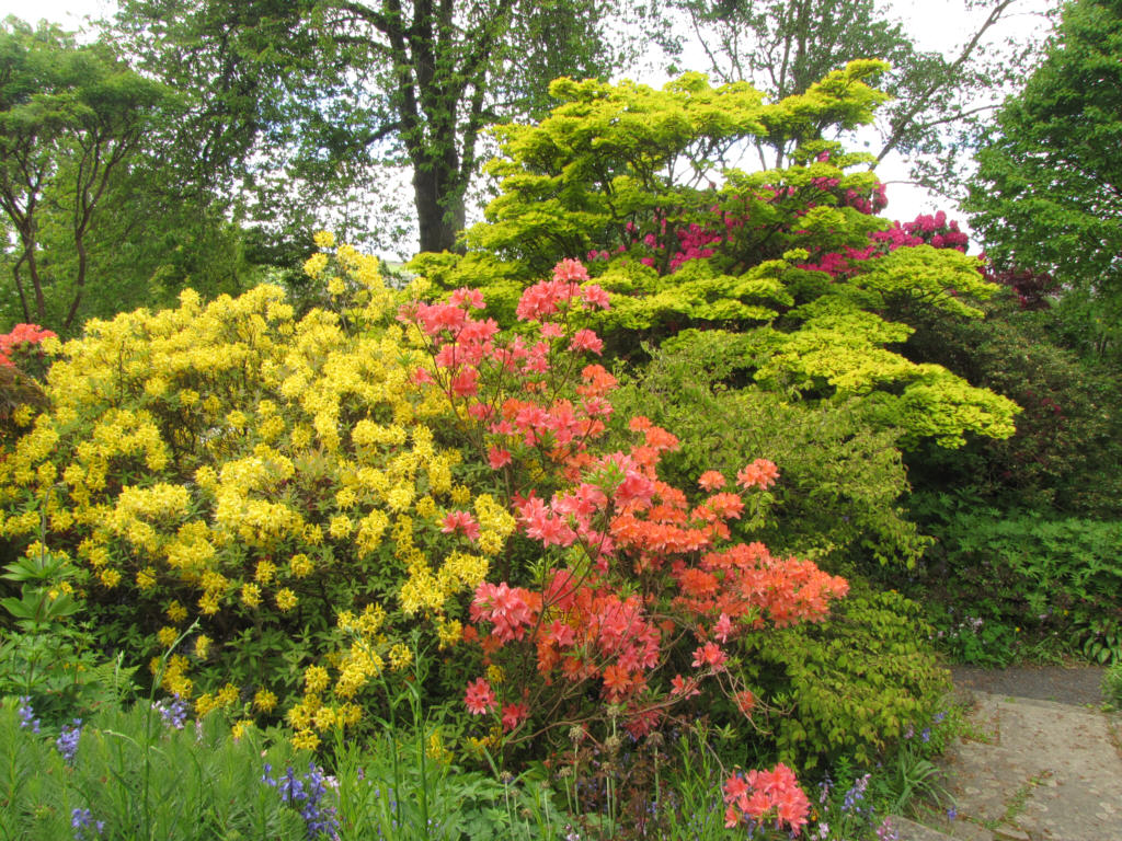 IMG_1807_azaleas.jpg