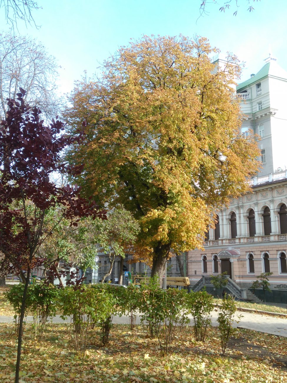 IMG_20161025_110436.jpg