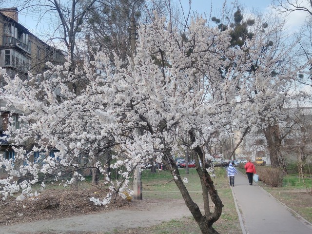 IMG_20170405_172601.jpg