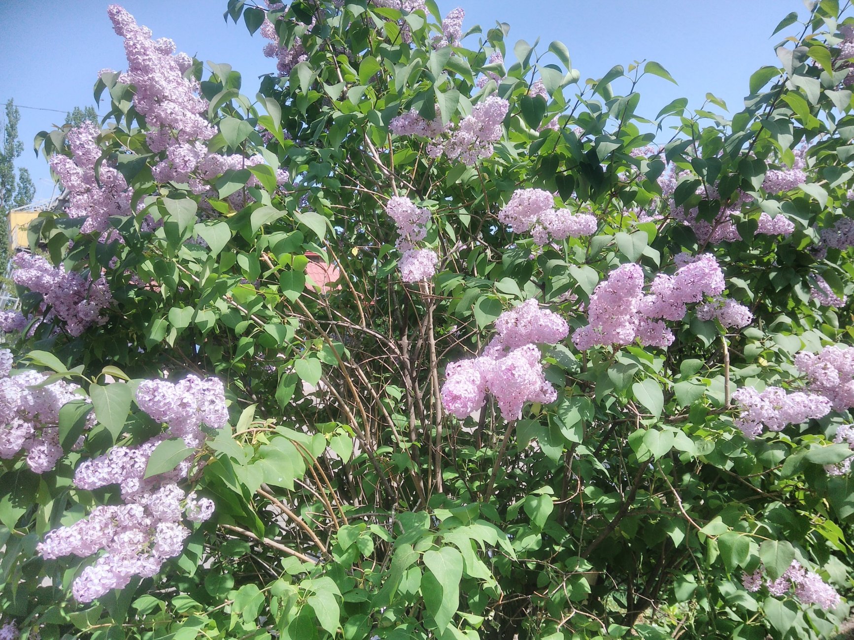 IMG_20170504_144917.jpg