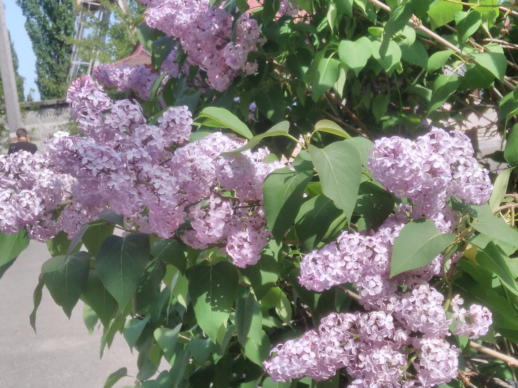IMG_20170504_144933.jpg