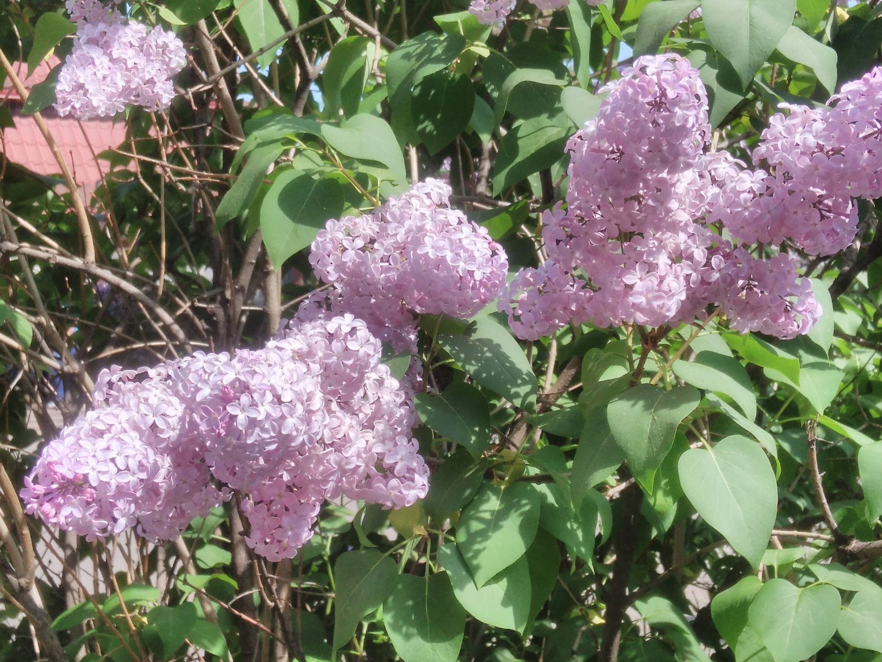 IMG_20170504_144940.jpg