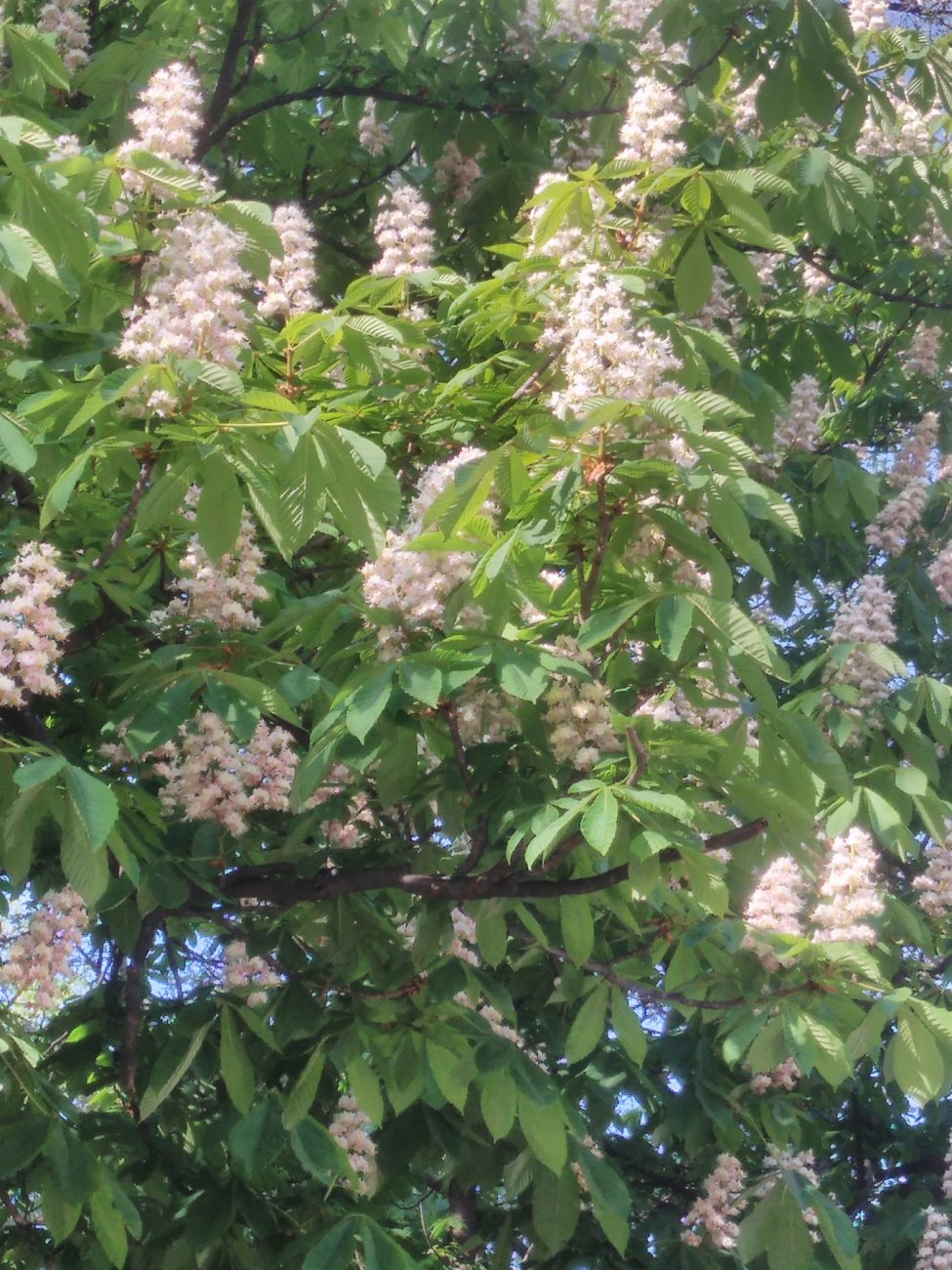 IMG_20170505_170433.jpg
