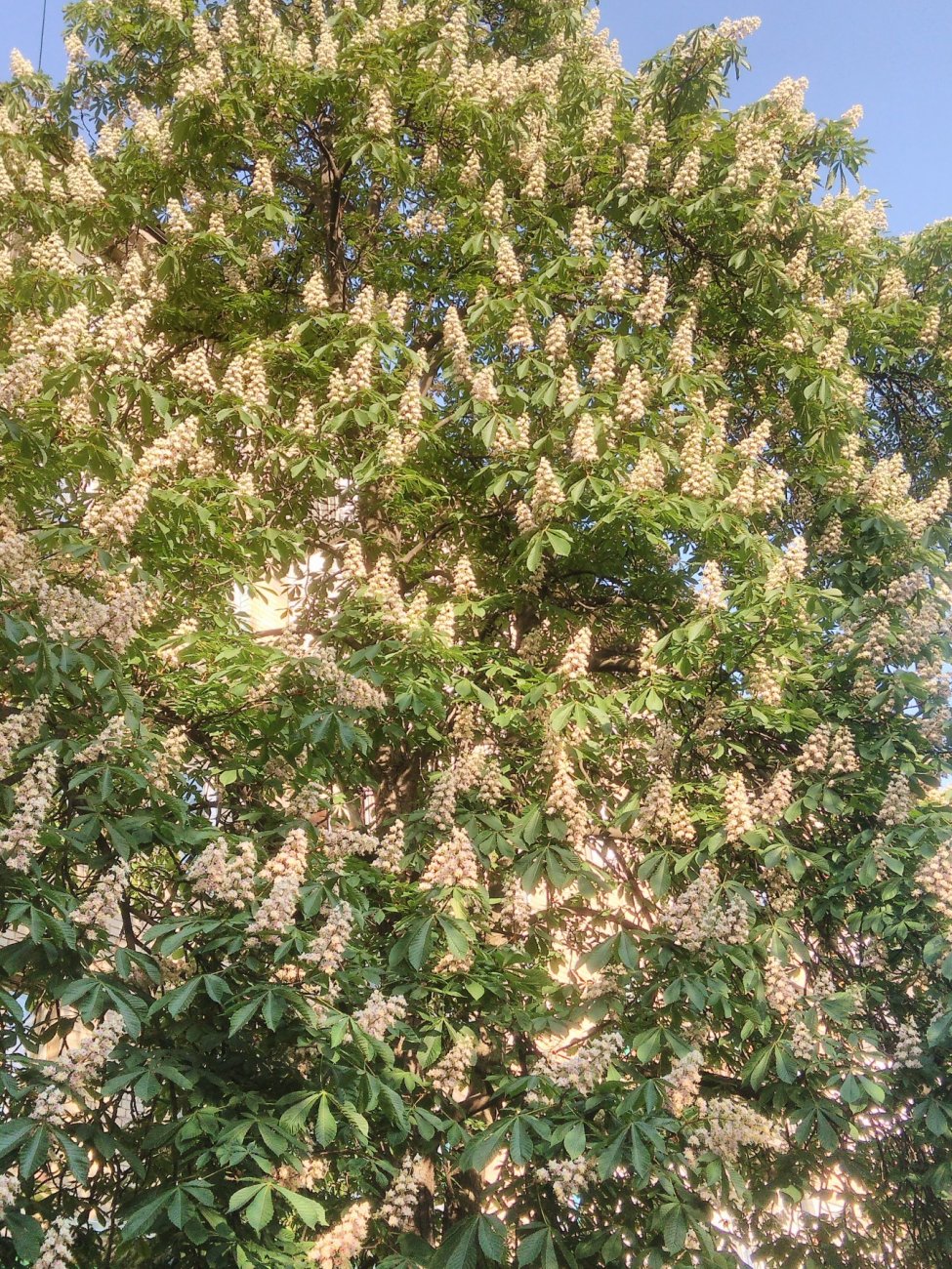 IMG_20170505_184749.jpg
