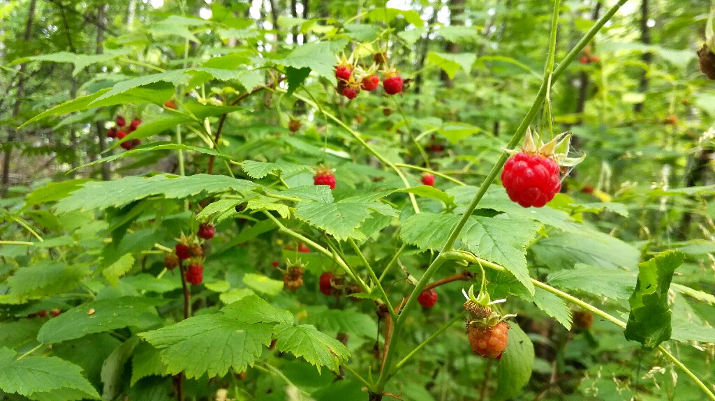 IMG_20180714_104017-1024x575.jpg