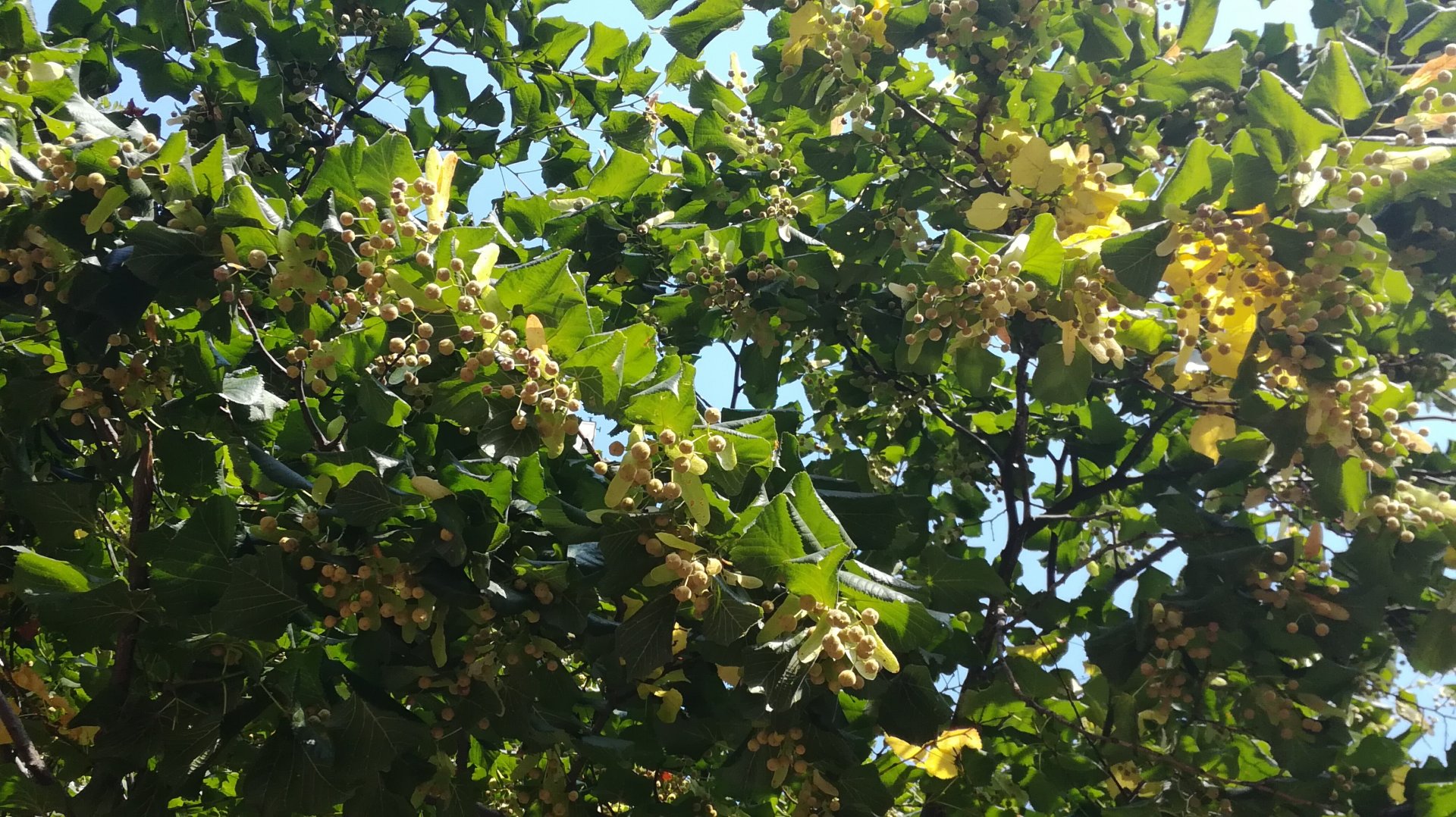 IMG_20180904_163725.jpg
