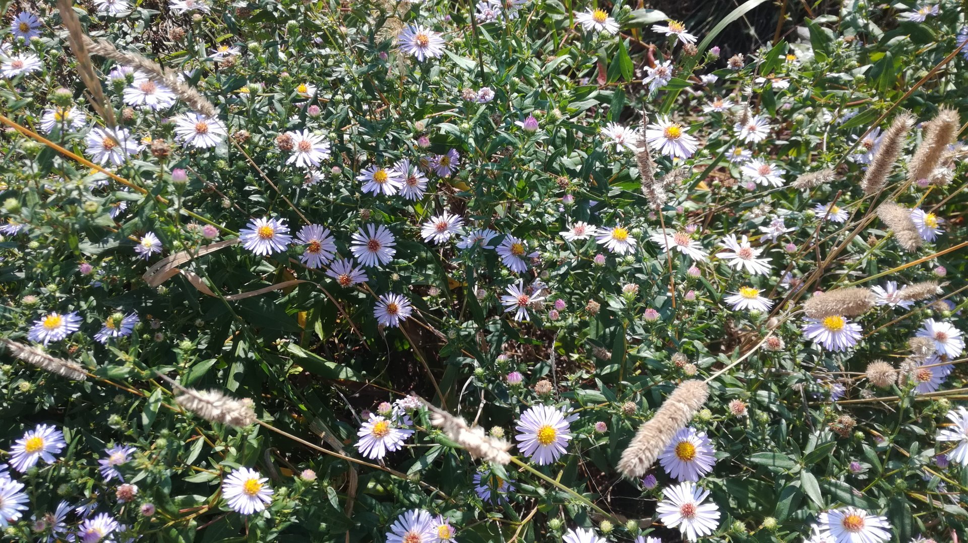 IMG_20180907_132547.jpg