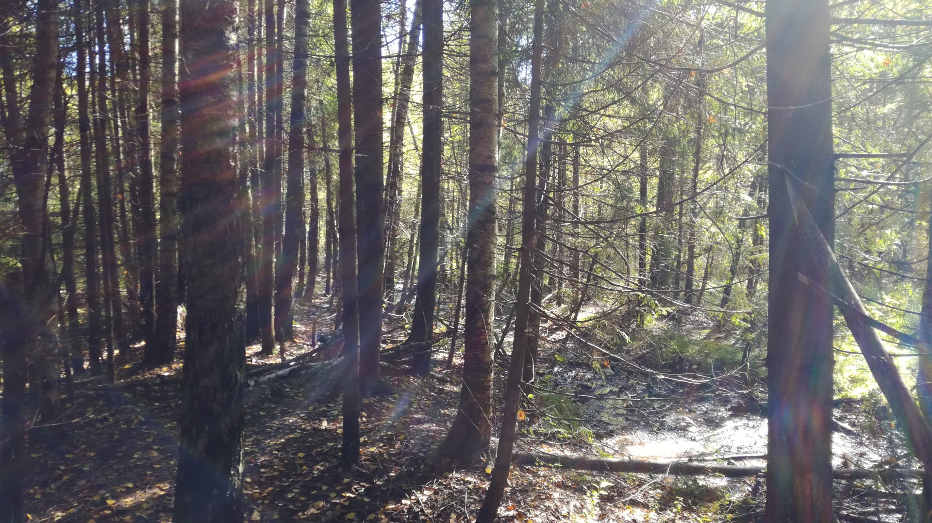 IMG_20180917_125249.jpg