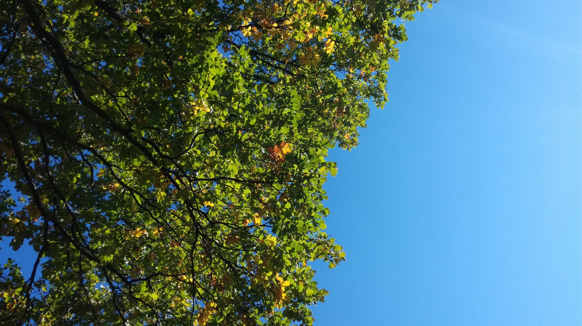 IMG_20180919_133636.jpg
