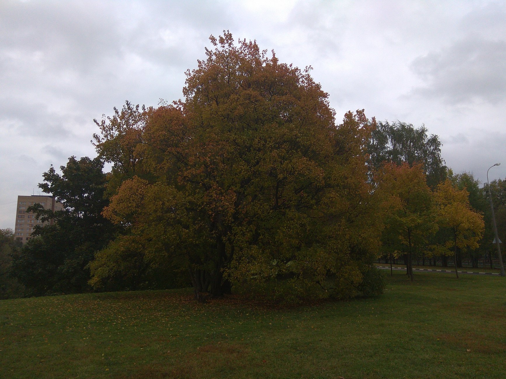 IMG_20181006_160619.jpg