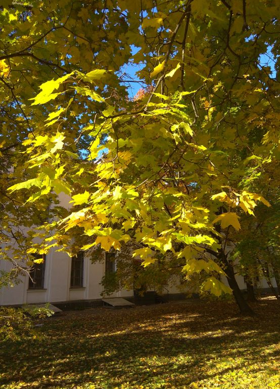 IMG_20181009_18536.jpg