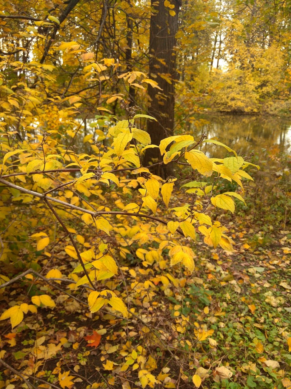 IMG_20181010_161208.jpg