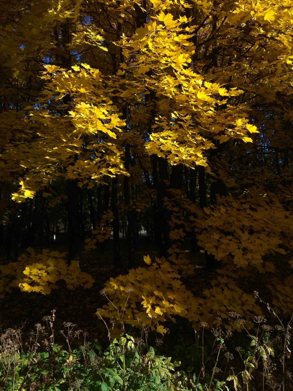 IMG_20181011_100149.jpg