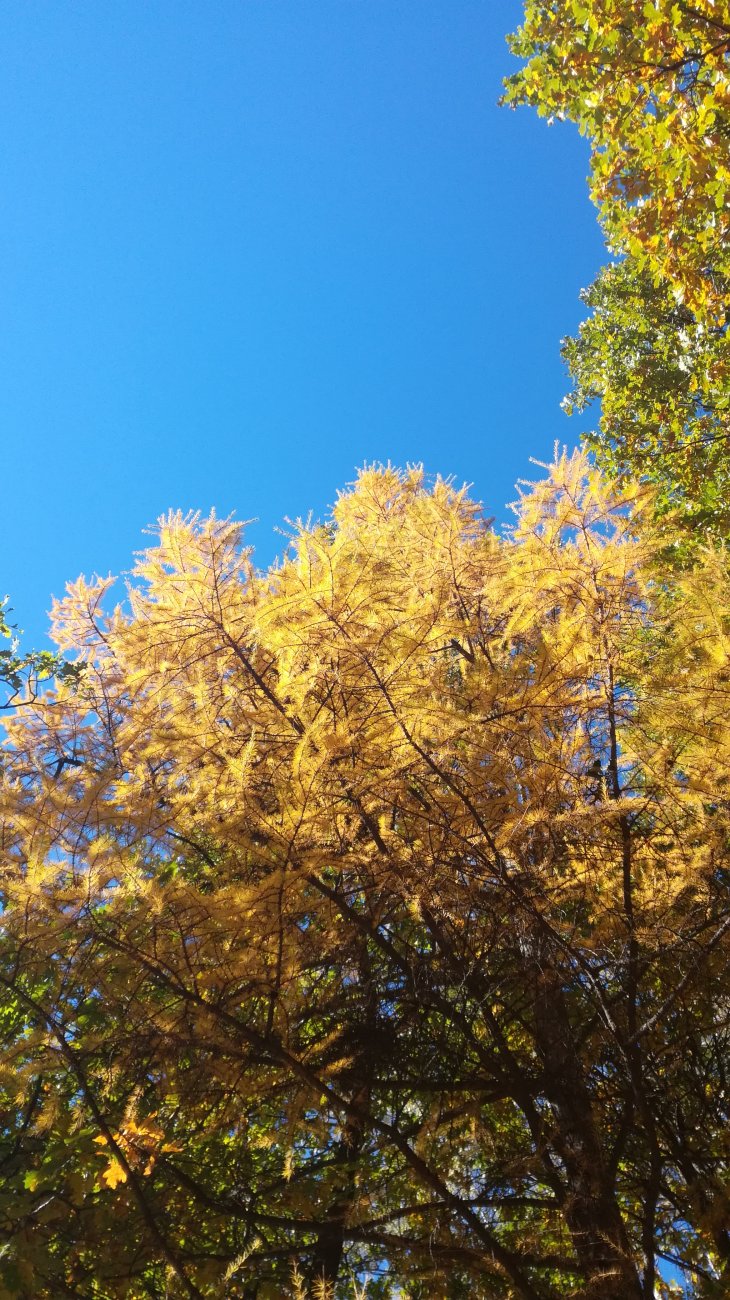 IMG_20181011_121420.jpg