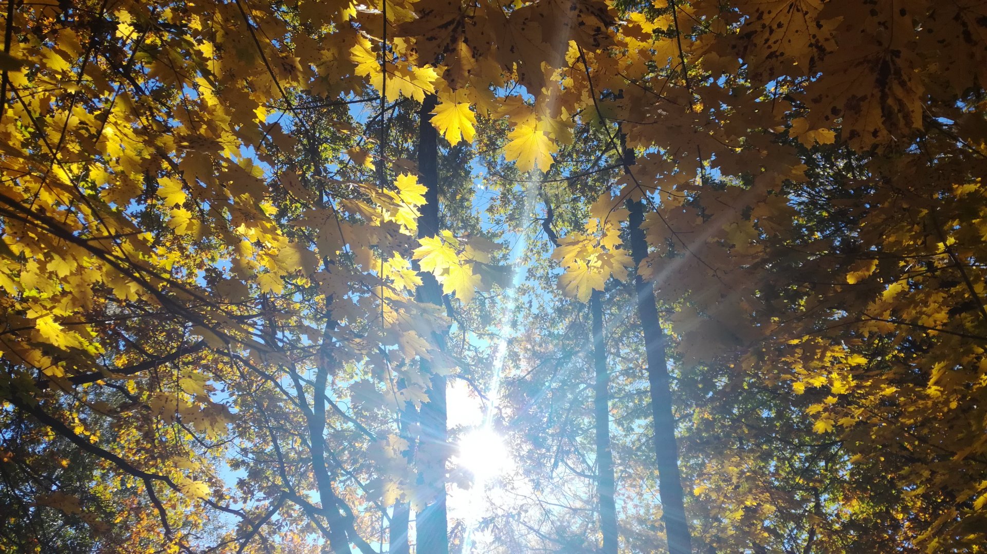 IMG_20181011_121701.jpg