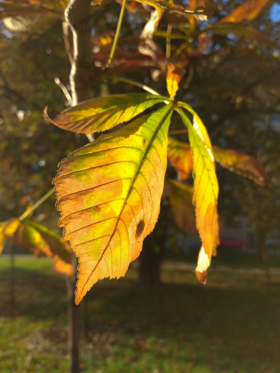 IMG_20181015_091123.jpg
