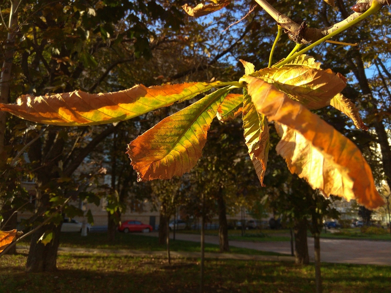 IMG_20181015_091251ф.jpg