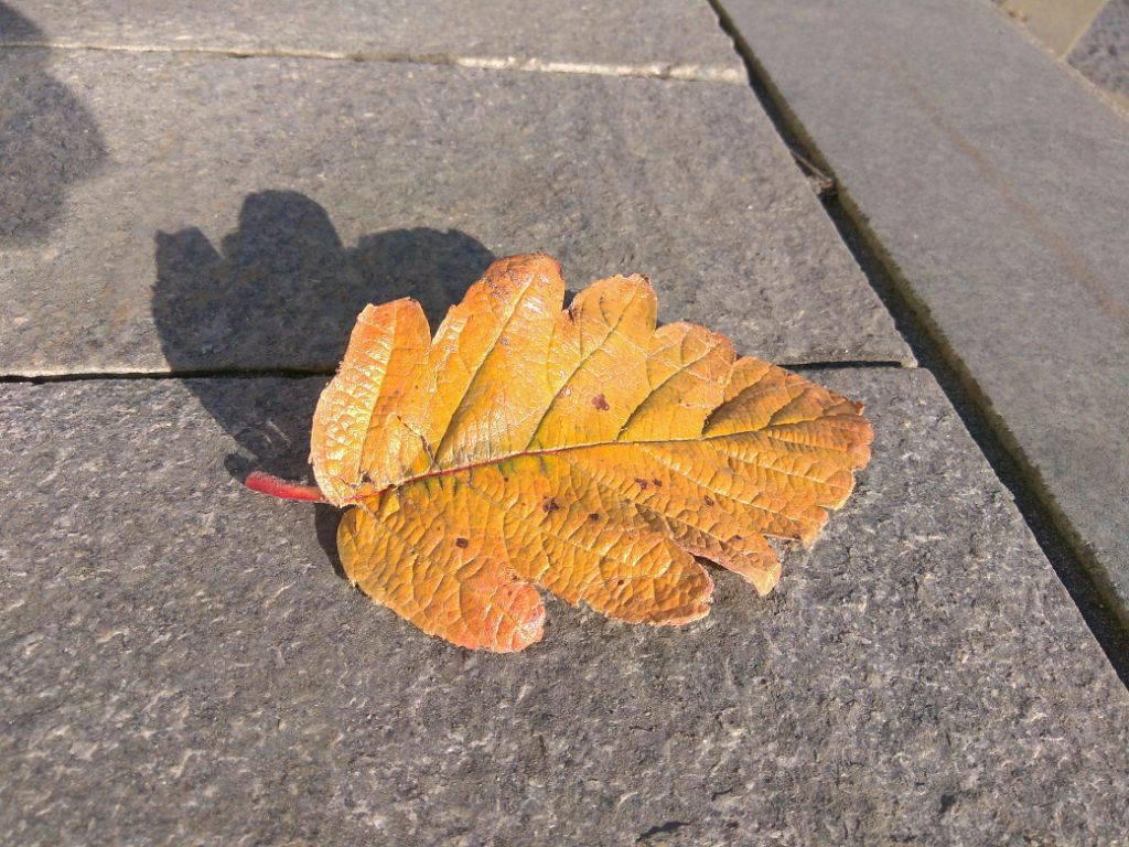 IMG_20181111_8830.jpg