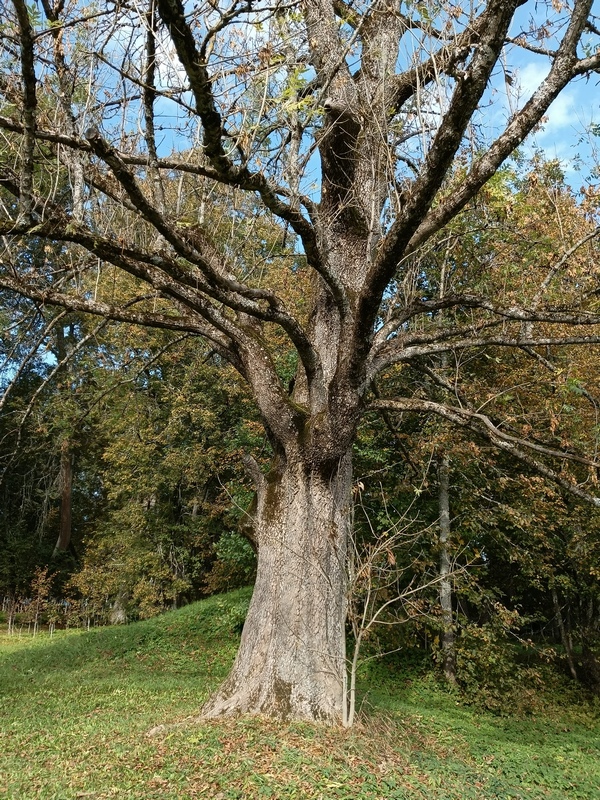 IMG_20260920_102833_304.jpg