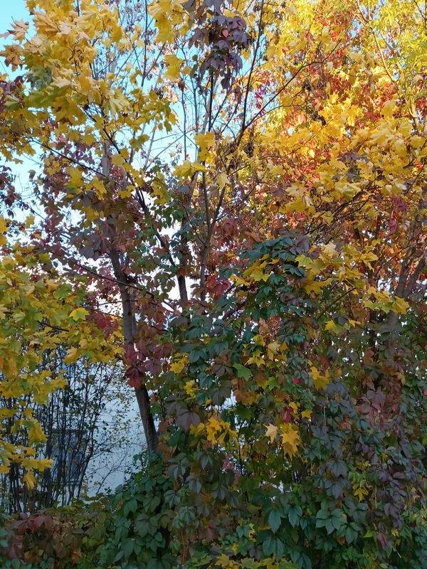 IMG_20261007_165418_673.jpg
