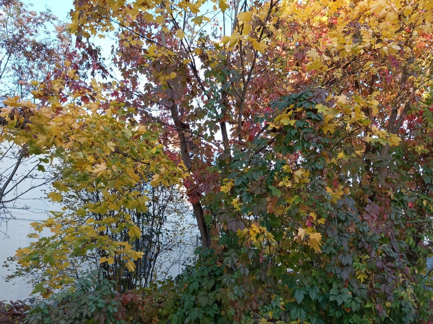 IMG_20261007_165423_009.jpg