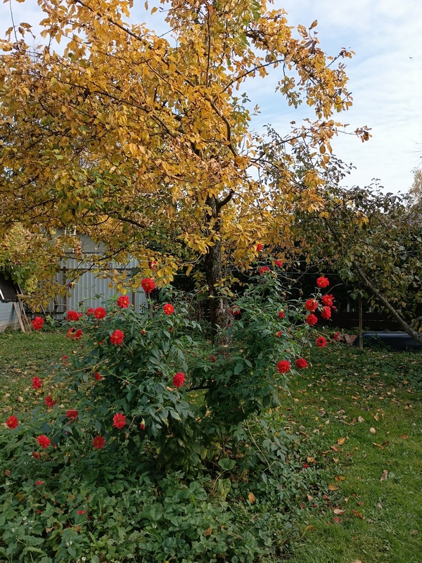 IMG_20261017_135843_238.jpg
