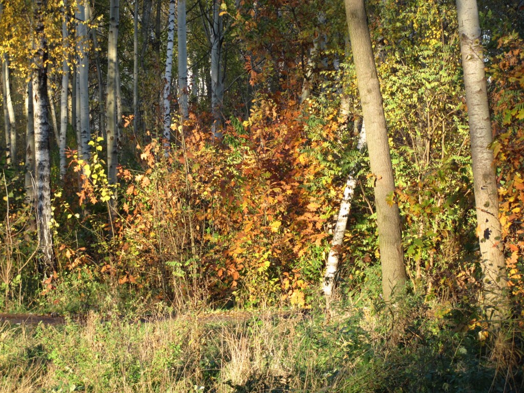 IMG_2141.jpg