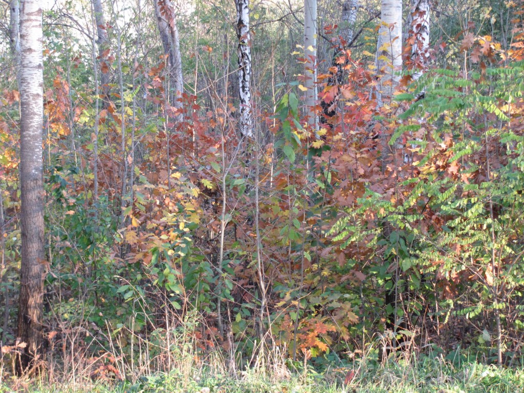 IMG_2148.jpg