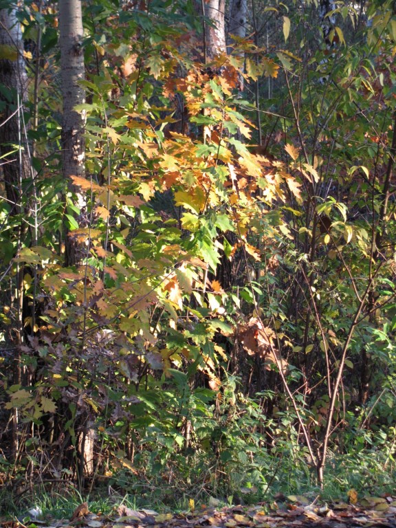 IMG_2149.jpg
