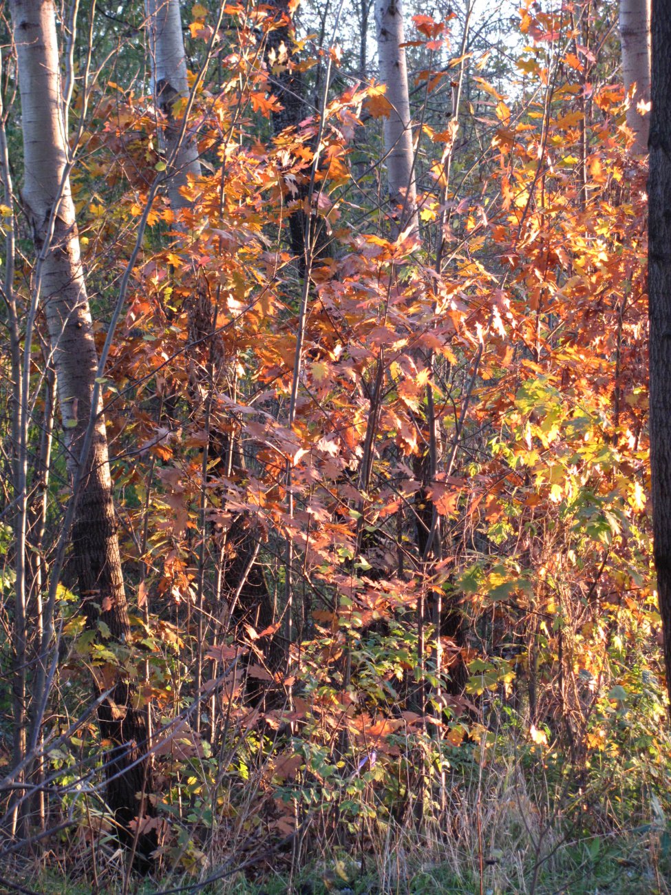 IMG_2194.JPG