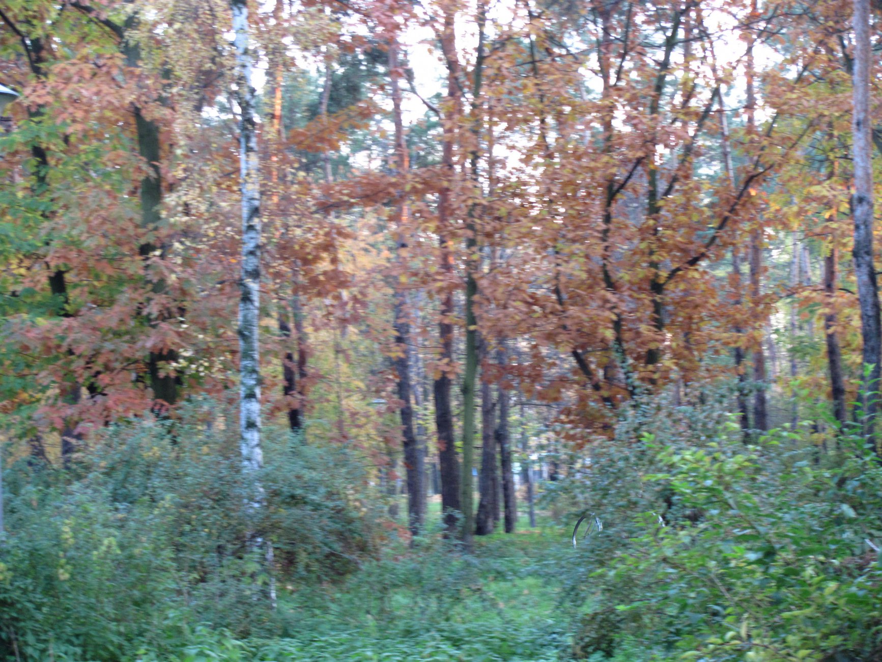 IMG_2226.JPG