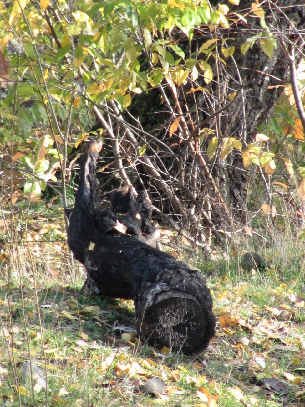 IMG_2327.JPG