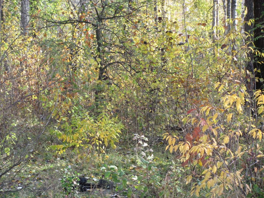 IMG_2331~1.jpg