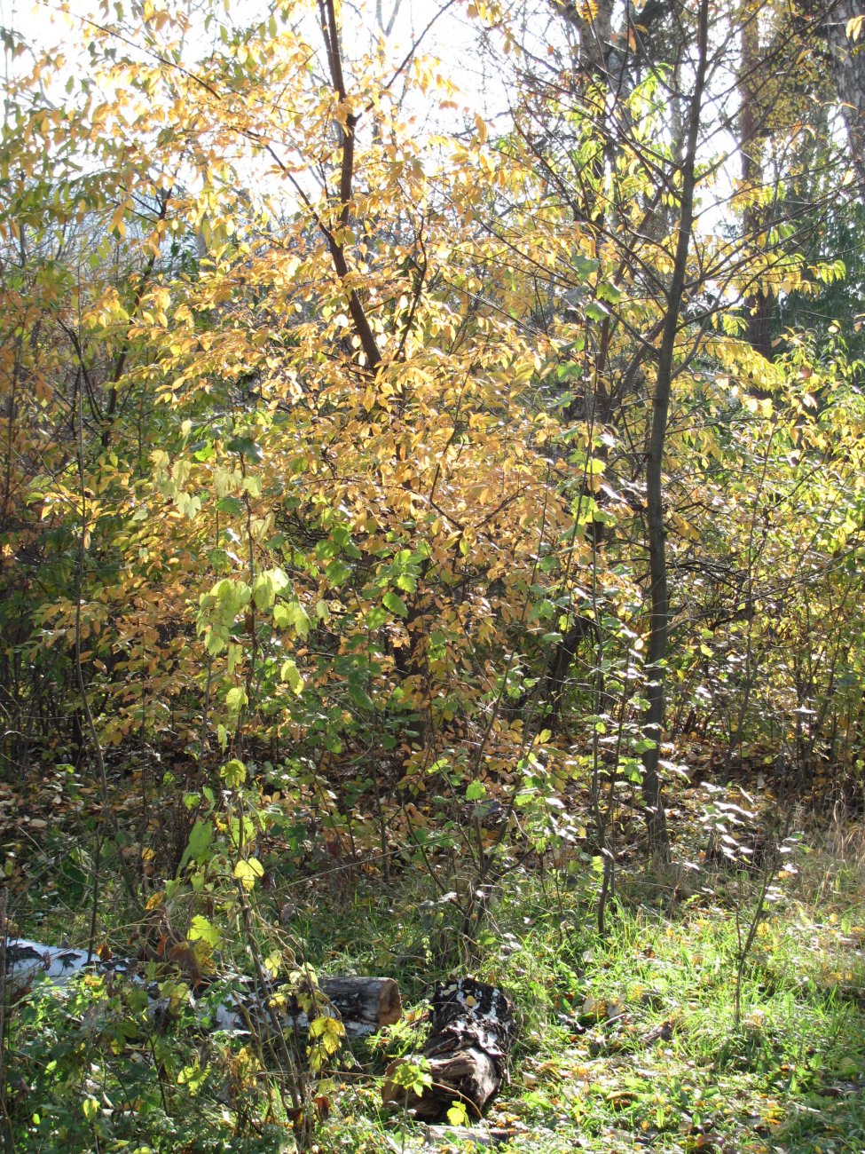 IMG_2339.JPG