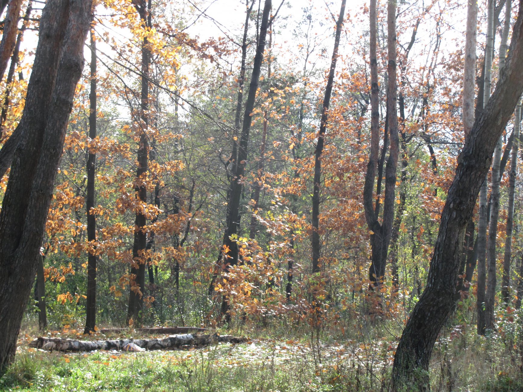 IMG_2353.JPG