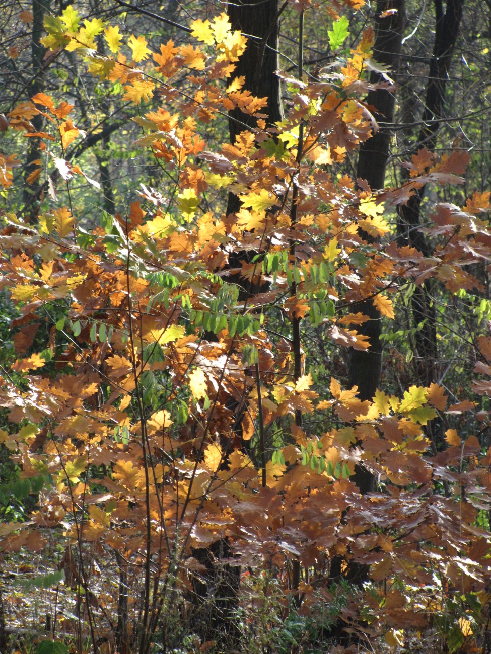 IMG_2354.JPG