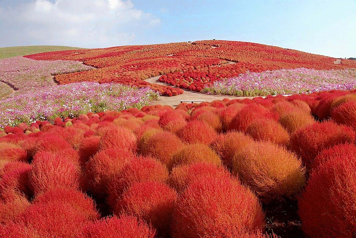 krasnyie-kohii-Hitachi-Seaside-Park-in-Hitachinaka-Japan.jpg