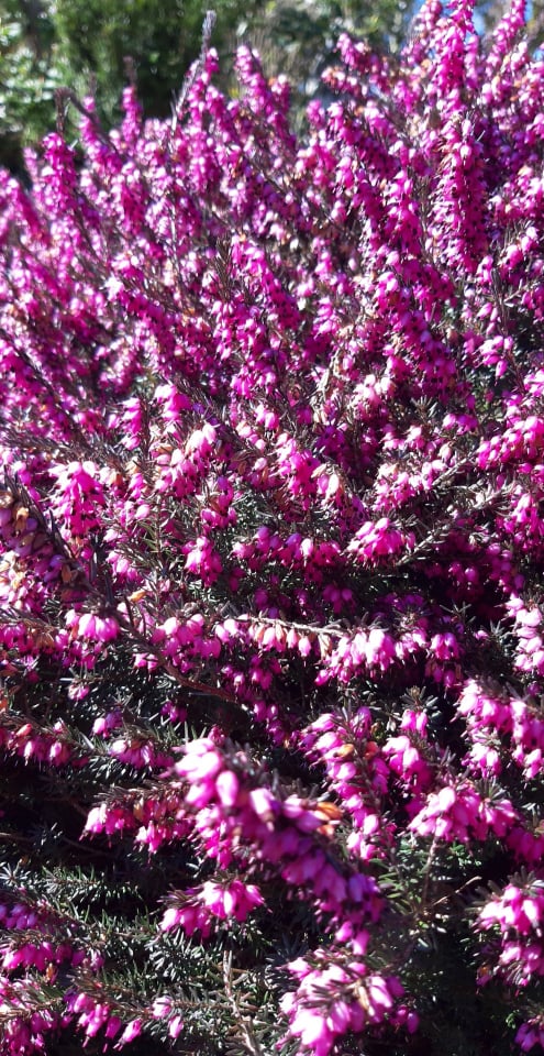 Lilac.jpg