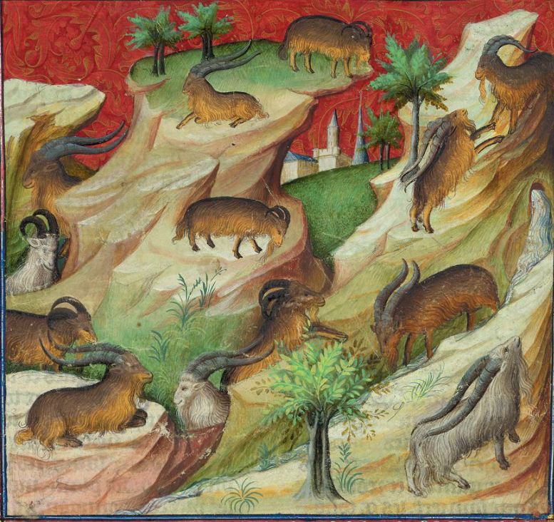 Medieval - Hunt images - Wild goat.JPG