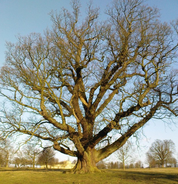 Mighty_Oak_-_geograph.org.uk_-_706638.jpg