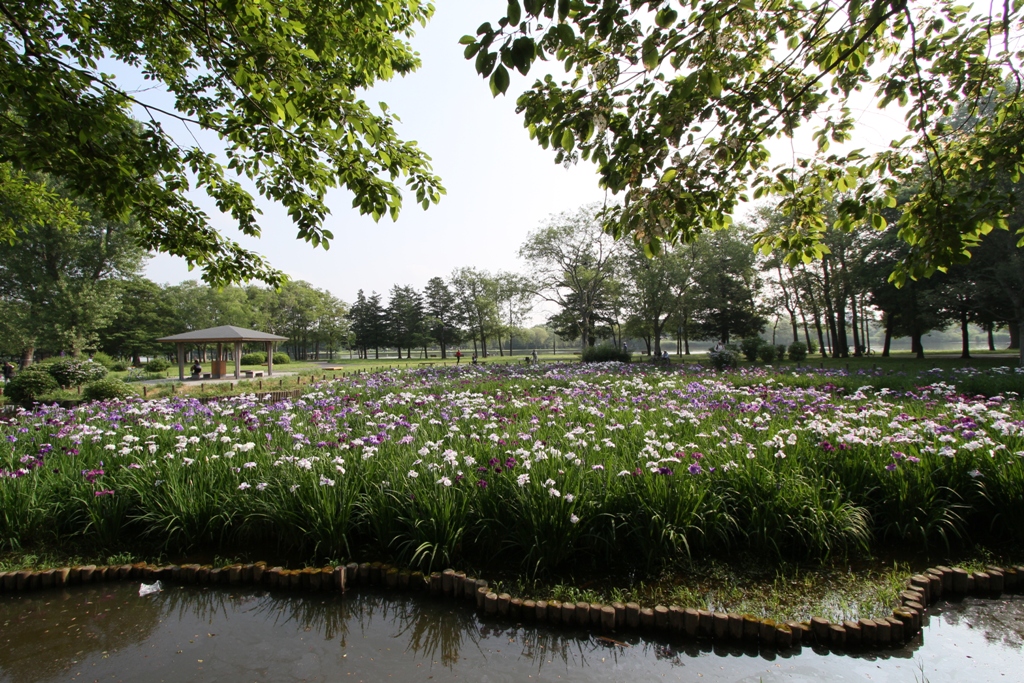 mizumoto-jpniris-1.JPG